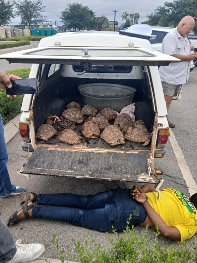 Leopard tortoises found in a white bakkie during a wildlife trafficking operation in Polokwane
