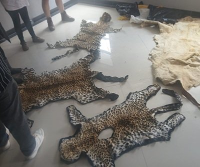 Leopard skins seized by police during a wildlife trafficking investigation in Polokwane, Limpopo