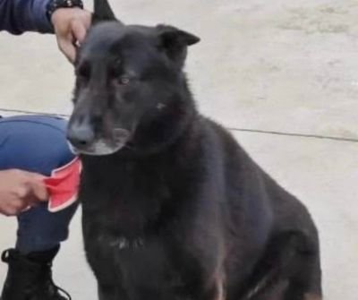 SAPS patrol dog Floppy missing during police search for armed robbery suspects in Mdantsane, Eastern Cape